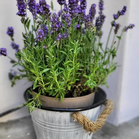 Gemuetliche - Araliya 1 דירה