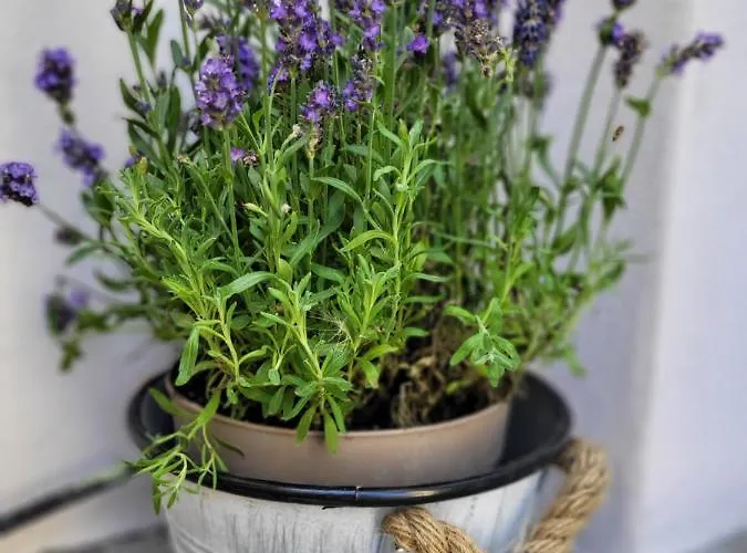 Gemuetliche - Araliya 1 Апартаменты